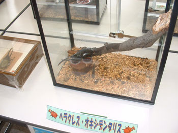 ヘラクレス・オキシデンタリス.jpg ヘラクレス・オキシデンタリス.jpg