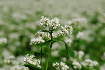 蕎麦の花.jpg 蕎麦の花.jpg