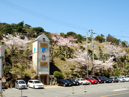 桜達がお出迎え♪ sakura1.jpg