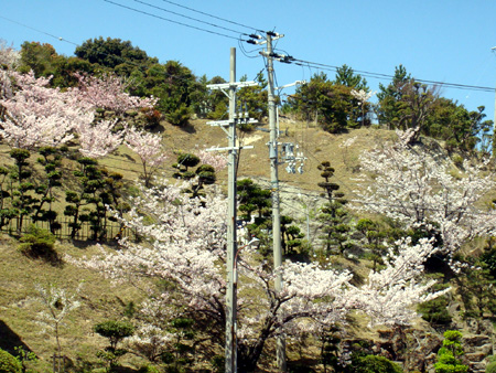 花見しながらビール飲みたいっすね! sakura9.jpg