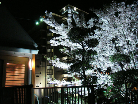 また来年も咲いて下さい! sakura12.jpg