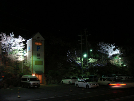 夜でも桜をお楽しみ頂けます sakura13.jpg
