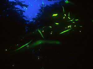 hotaru_2009_05_01