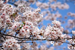 花の島・あわじ島から桜の名所のご案内1