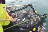 観光小型定置網 新海水産 画像