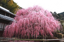 ★ あわじ島・早春の花だより ★ 梅の名所1