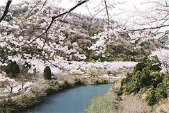 ★ あわじ島・春の花だより ★ 桜の名所2