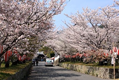 ★ あわじ島・春の花だより ★ 桜の名所3