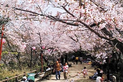 ★ あわじ島・春の花だより ★ 桜の名所4