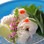 淡路島産の活鱧料理がシーズンを迎えました!