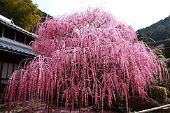 花の島・あわじ島から梅の名所のご案内1