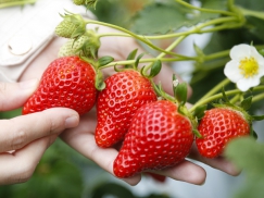 淡路島で完熟苺の摘み取り体験はいかが？1