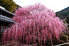 花の島・あわじ島から梅の名所をご案内1