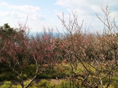 甘い香りに包まれて巡る淡路島 梅の名所3