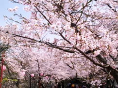 【お花見情報】この春訪れたい淡路島 桜の名所1