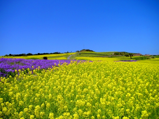 黄色い大パノラマ あわじ花さじきで「早春菜の花まつり」開催中!