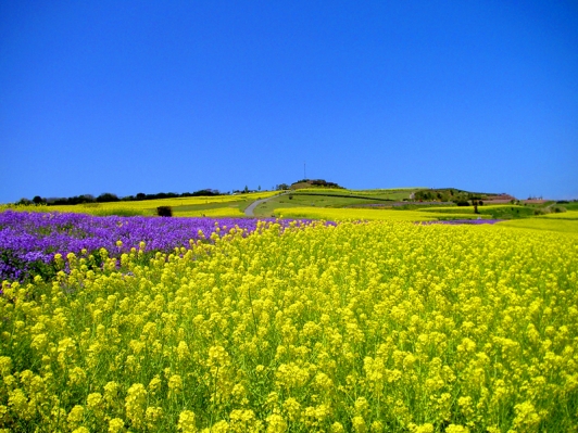 黄色い大パノラマ あわじ花さじきで『早春菜の花まつり』開催中