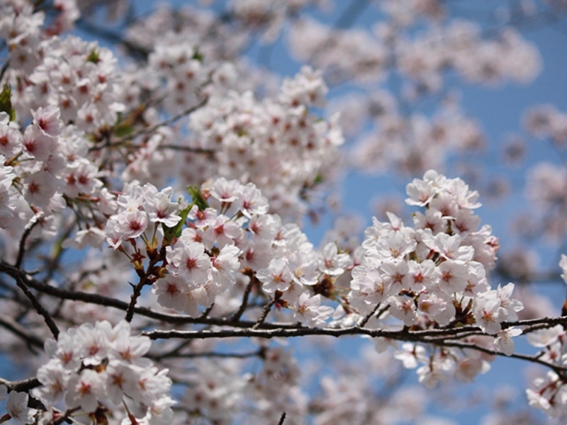 【お花見情報】この春訪れたい淡路島 桜の名所1
