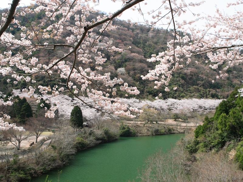 【お花見情報】この春訪れたい淡路島 桜の名所2