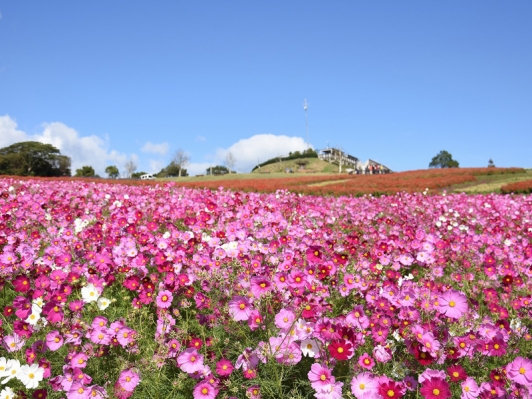花と緑あふれる秋の淡路島「淡路花祭 2023秋」開催!