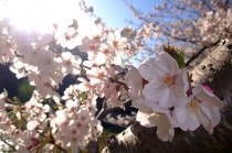 曲田山公園