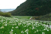 立川水仙郷