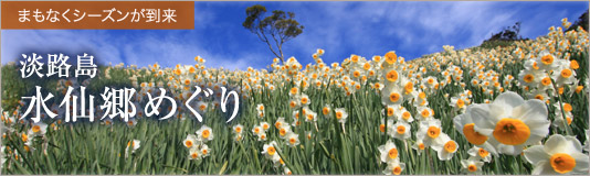 淡路島の冬の風物詩≪水仙≫